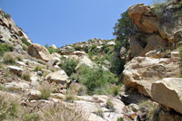 Baja California Brush Lizard Habitat