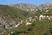 Baja California Brush Lizard Habitat