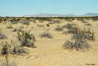 Northern Desert Iguana Habitat