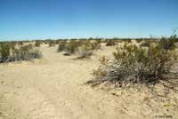 Flat-tail Horned Lizard Habitat