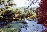 California Legless Lizard Habitat