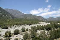 California Whiptail Habitat