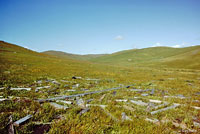 california kingsnake habitat