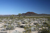 Desert Banded Gecko Habitat