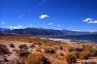 Northern Sagebrush Lizard Habitat