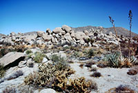 Red Racer Habitat