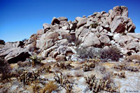 Peninsular Leaf-toed Gecko Habitat