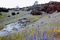 California Alligator Lizard Habitat