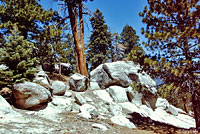 Granite Night Lizard Habitat