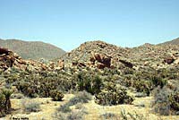 Baja California Collared Lizard Habitat