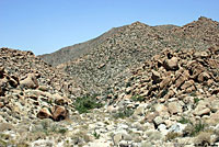 Baja California Collared Lizard Habitat