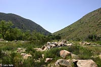 Great Basin Fence Lizard Habitat