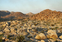 Mearns' Rock Lizard Habitat