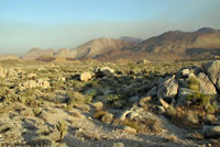 Mearns' Rock Lizard Habitat