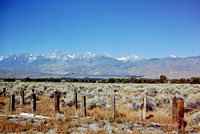 Nevada Side-blotched Lizard Habitat