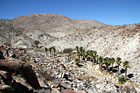 Red Diamond Rattlesnake Habitat