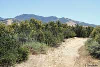 Coast Horned Lizard Habitat