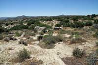 Coast Horned Lizard Habitat