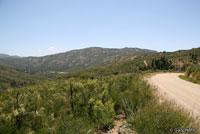 Coast Horned Lizard Habitat