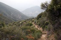 Coast Horned Lizard Habitat