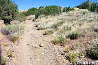 Coast Horned Lizard Habitat