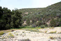 Coast Horned Lizard Habitat