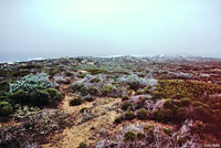 Coast Horned Lizard Habitat