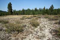 Pygmy Short-horned Lizard Habitat