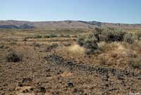 Pygmy Short-horned Lizard habitat