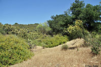 Variegated Skink Habitat