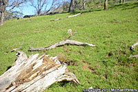 Variegated Skink Habitat