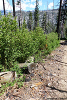 Greater Brown Skink Habitat