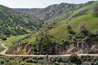 Coast Horned Lizard Habitat