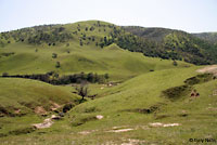 Coast Horned Lizard Habitat