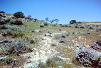 Coast Horned Lizard Habitat