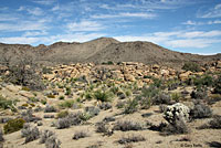 Southern Desert Horned Lizard Habitat