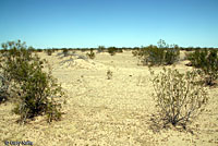 Colorado Desert Sidewinder Habitat