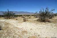 Flat-tail Horned Lizard Habitat