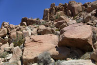 Mearns' Rock Lizard Habitat