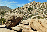 Mearns' Rock Lizard Habitat