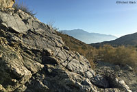 Mearns' Rock Lizard Habitat