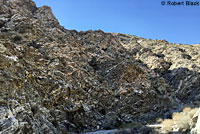 Mearns' Rock Lizard Habitat