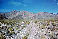 Southern Desert Horned Lizard Habitat