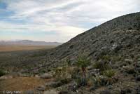 Banded Gila Monster Habitat