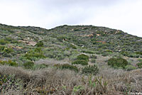 Western Black-headed Snake Habitat