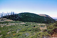 San Francisco Alligator Lizard Habitat