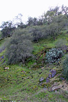 Skilton's Skink Habitat