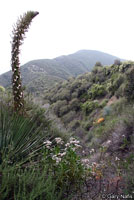 Coast Horned Lizard Habitat