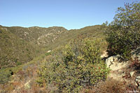 Great Basin Fence Lizard Habitat