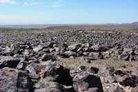 Common Chuckwalla Habitat